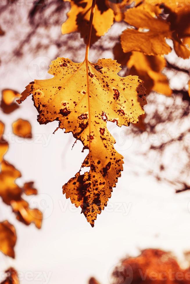 l d'or l'automne feuilles sur une arbre dans une parc en dessous de chaud octobre Soleil photo