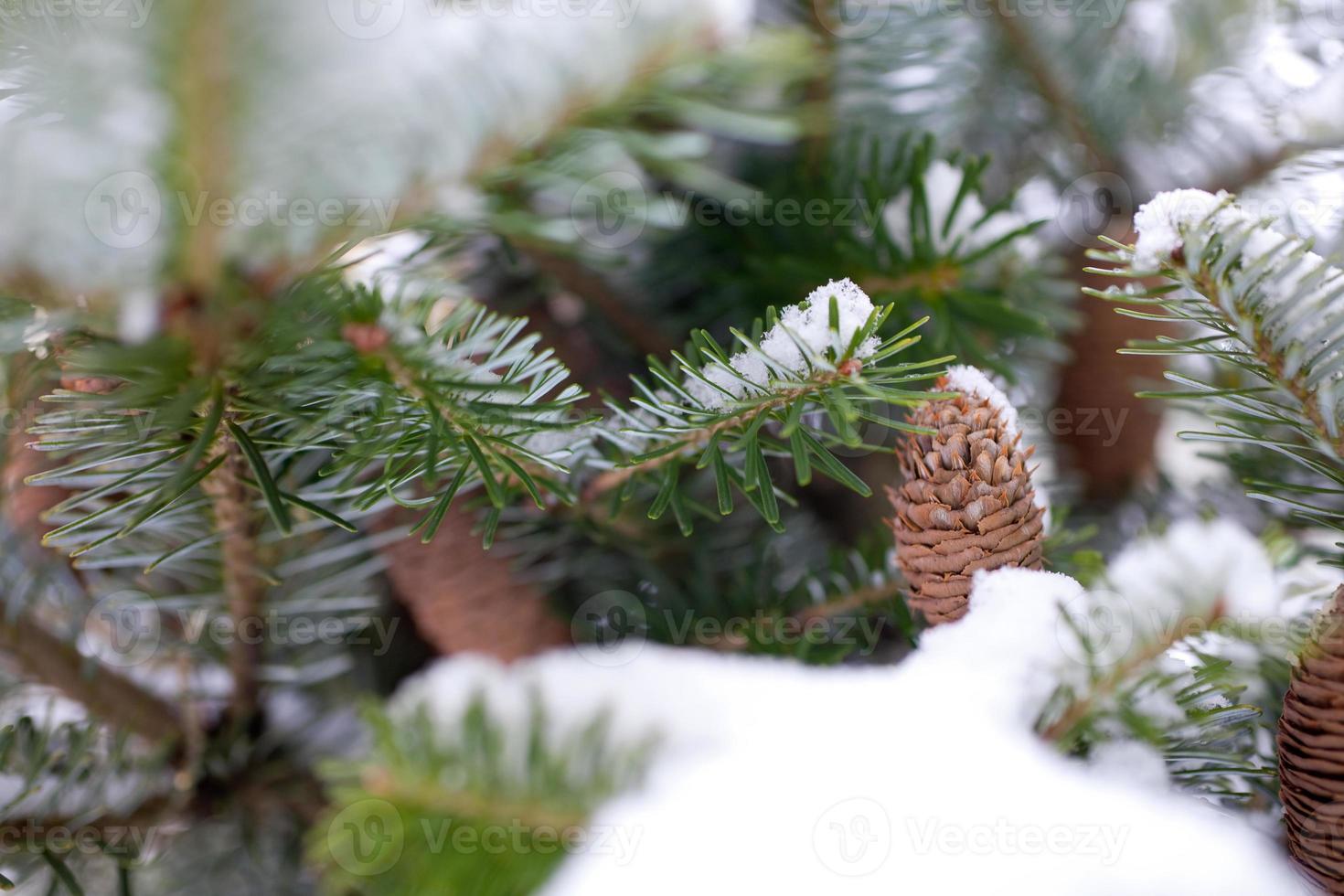 gros pin cône sur le arbre couvert avec neige photo