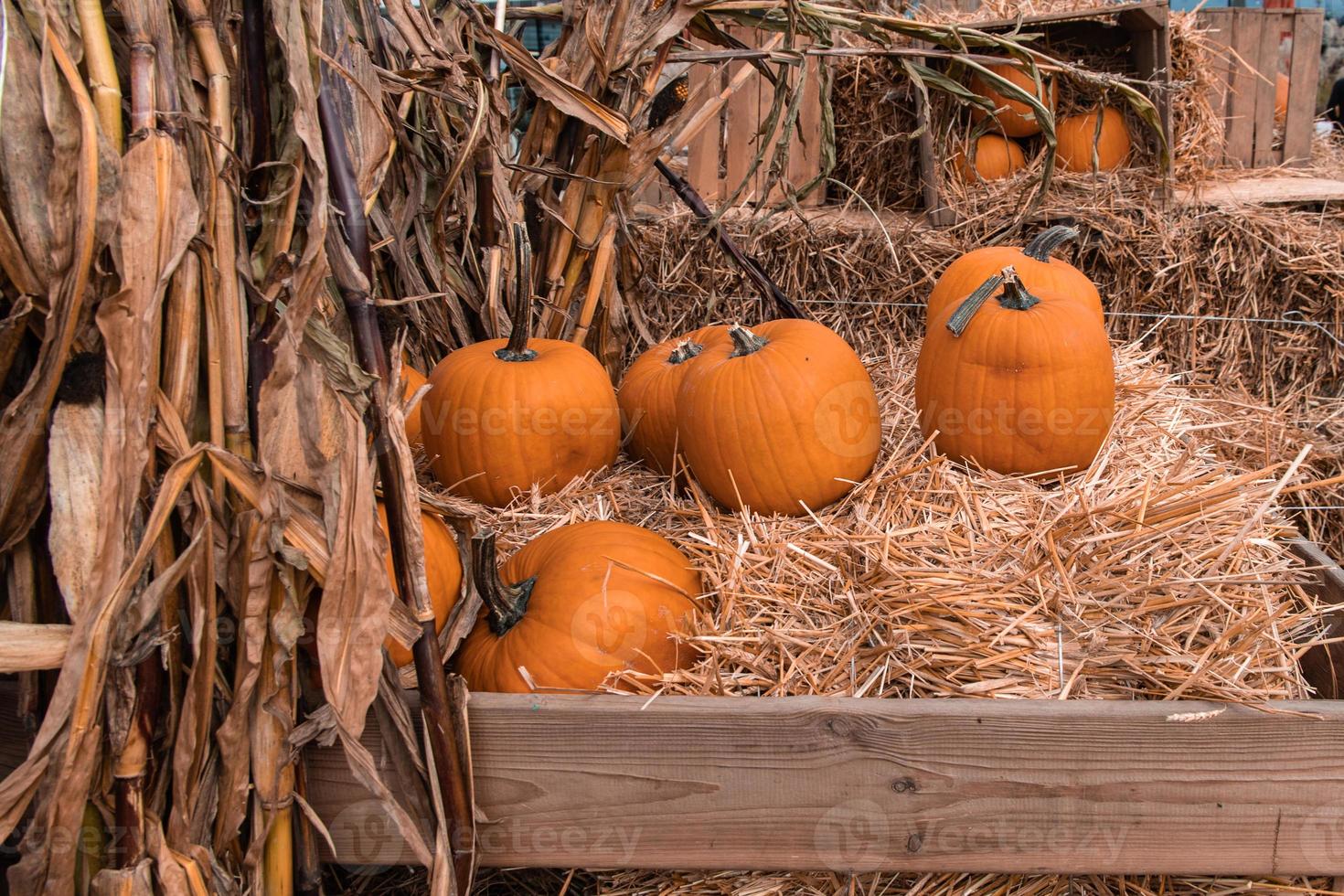 gros l'automne Orange citrouilles dans un Extérieur jardin photo