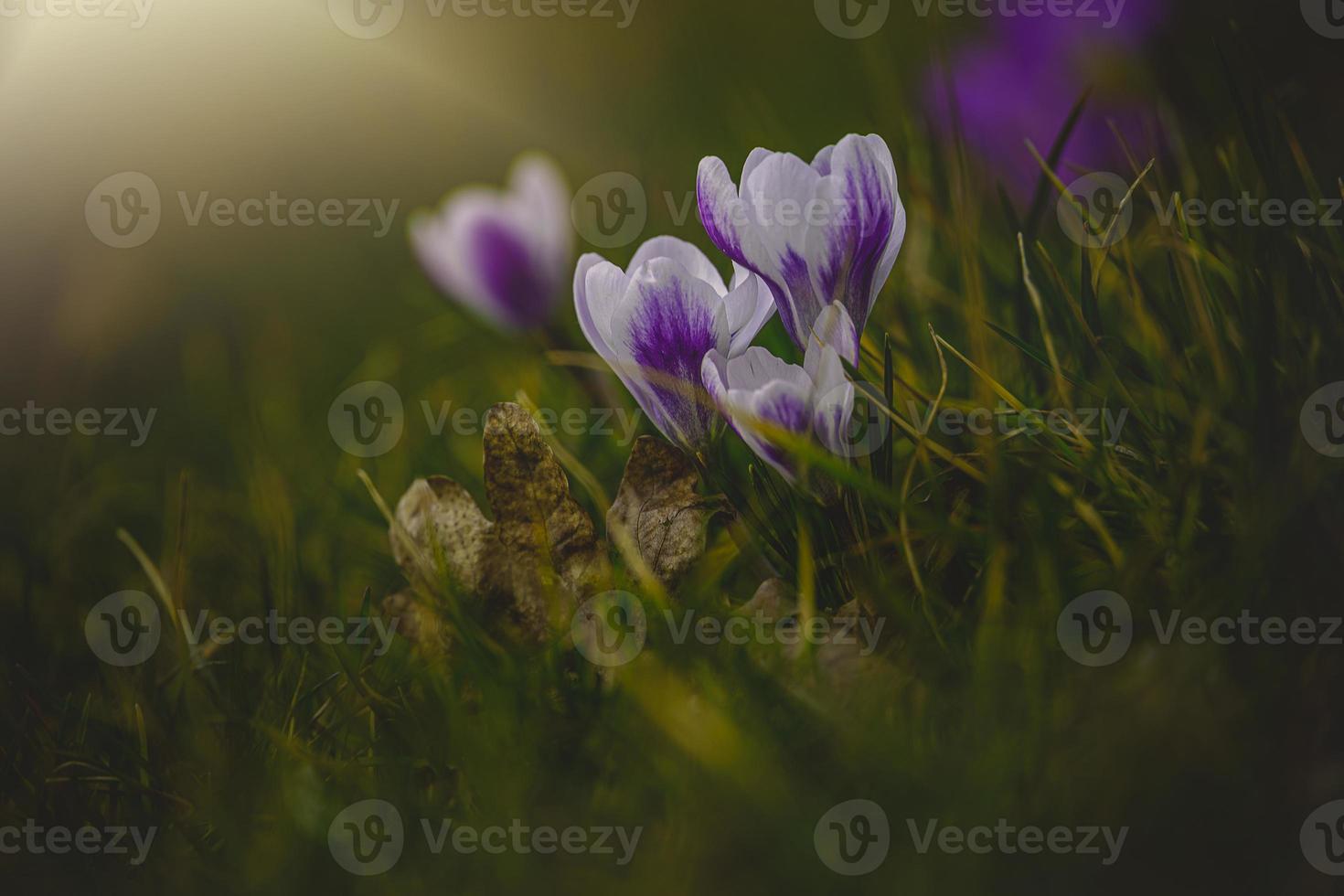 printemps fleurs crocus dans le jardin dans le chaud des rayons de le après midi Soleil photo