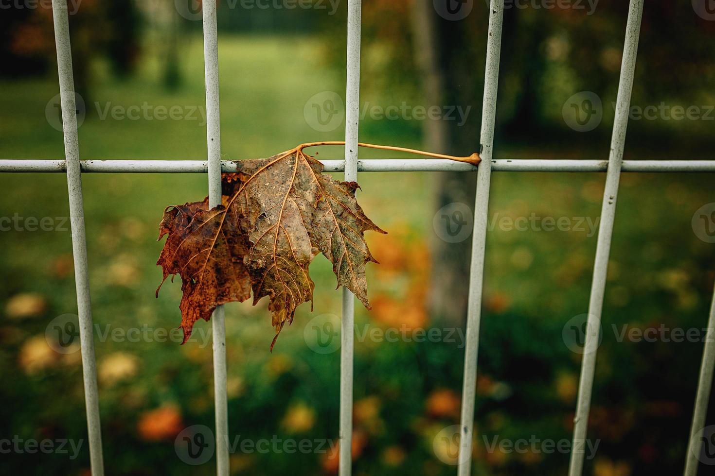 rouge l'automne solitaire feuilles sur une métal clôture photo