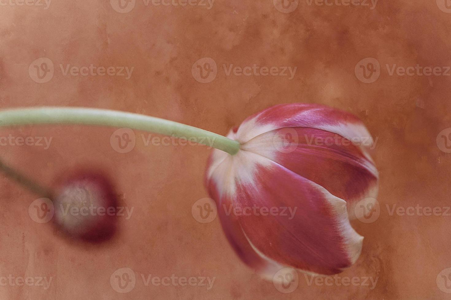 délicat printemps jaune-rouge tulipe dans fermer sur Contexte photo