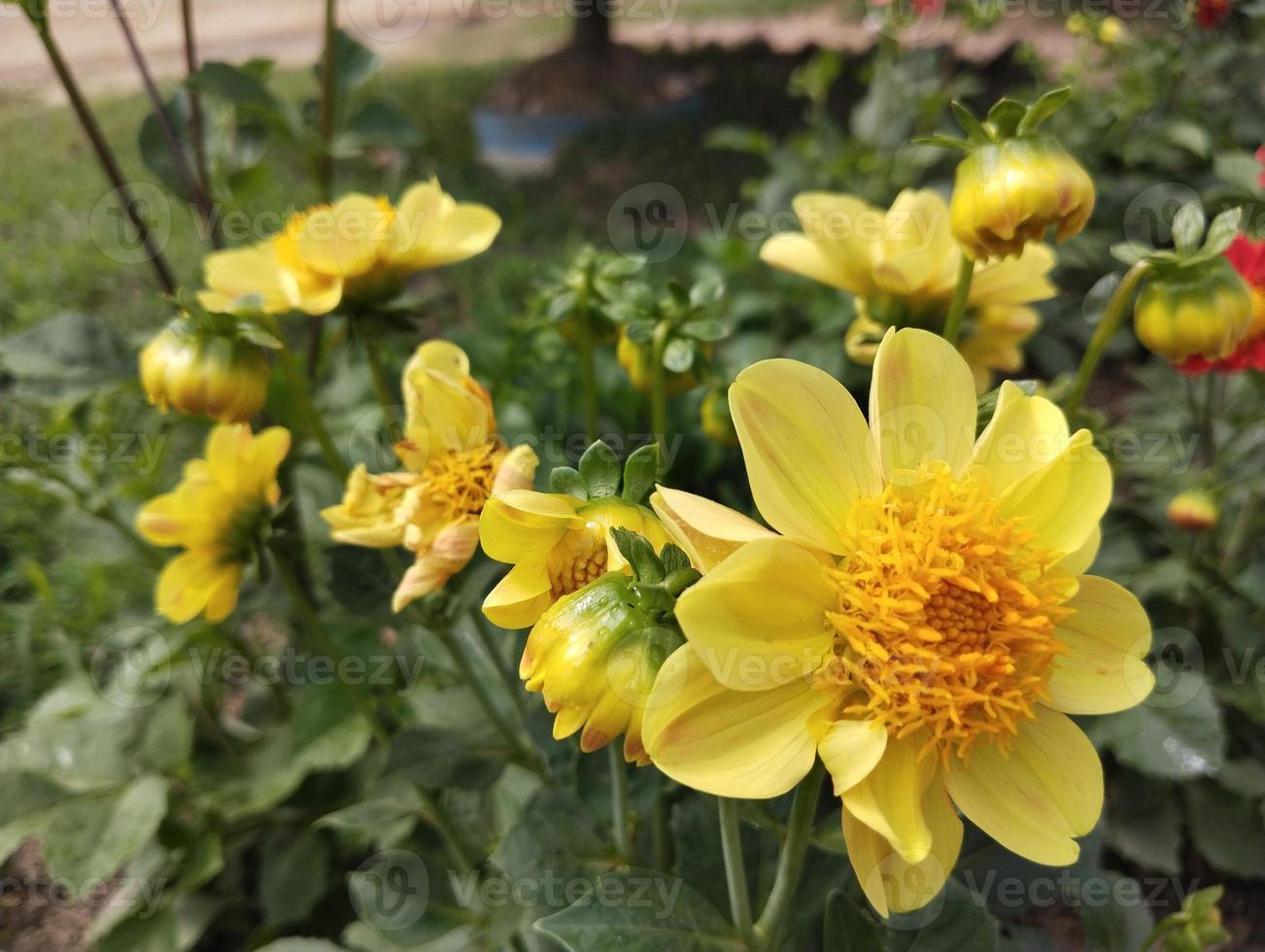 Jaune dahlia Naturel fleur regarder agréable photo