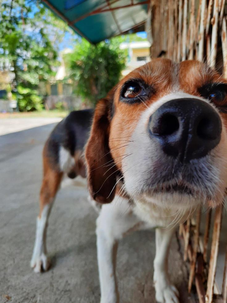 Zoom dans photo de une chien