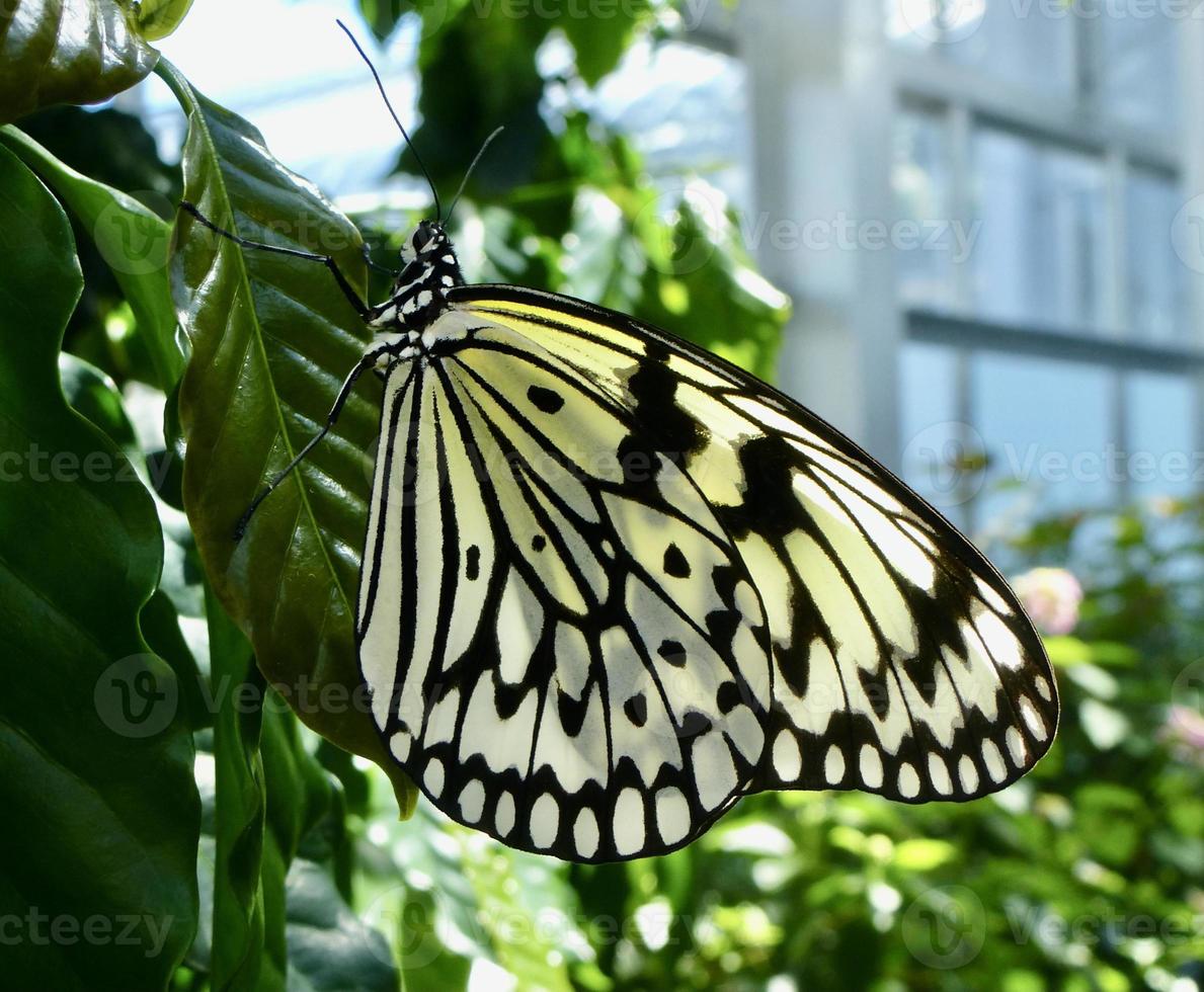 papier cerf-volant papillon sur une vert feuille photo