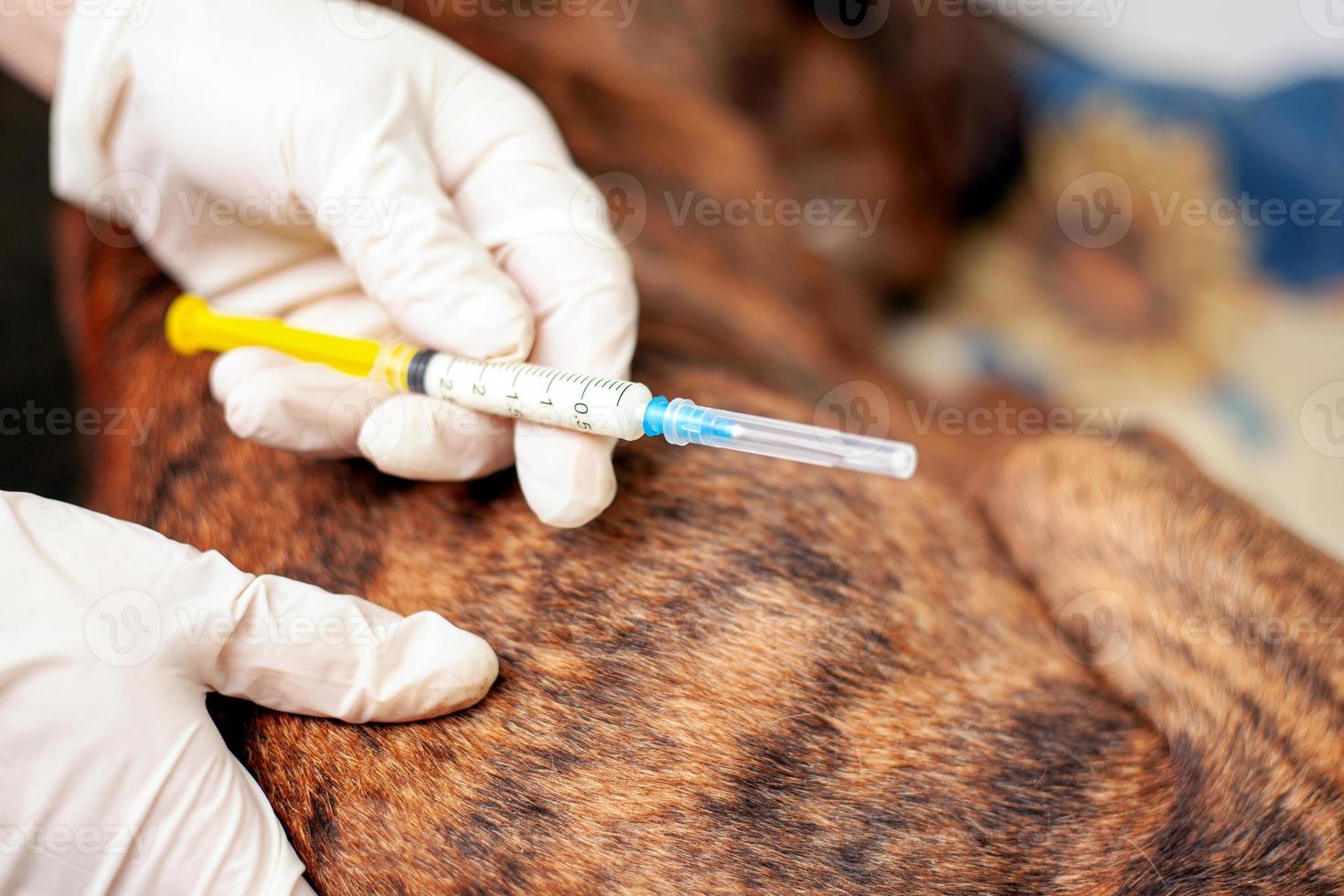 vétérinaire tient une seringue dans les mains pour faire une injection à un chien malade photo