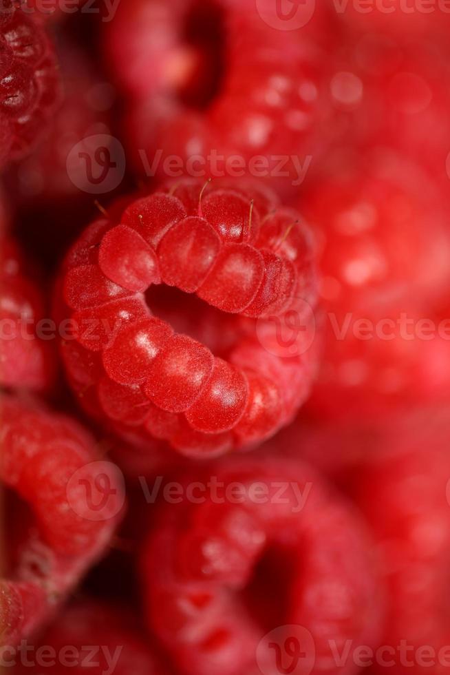 Contexte de mûr rouge framboises des fruits Naturel en bonne santé vitamines Puissance gros Taille haute qualité botanique impression rubus phoenicolasius famille rosacées photo