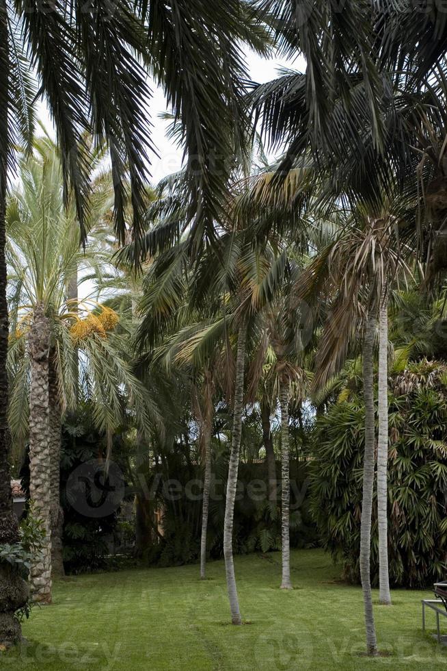 tranquille paysage avec vert paume des arbres photo