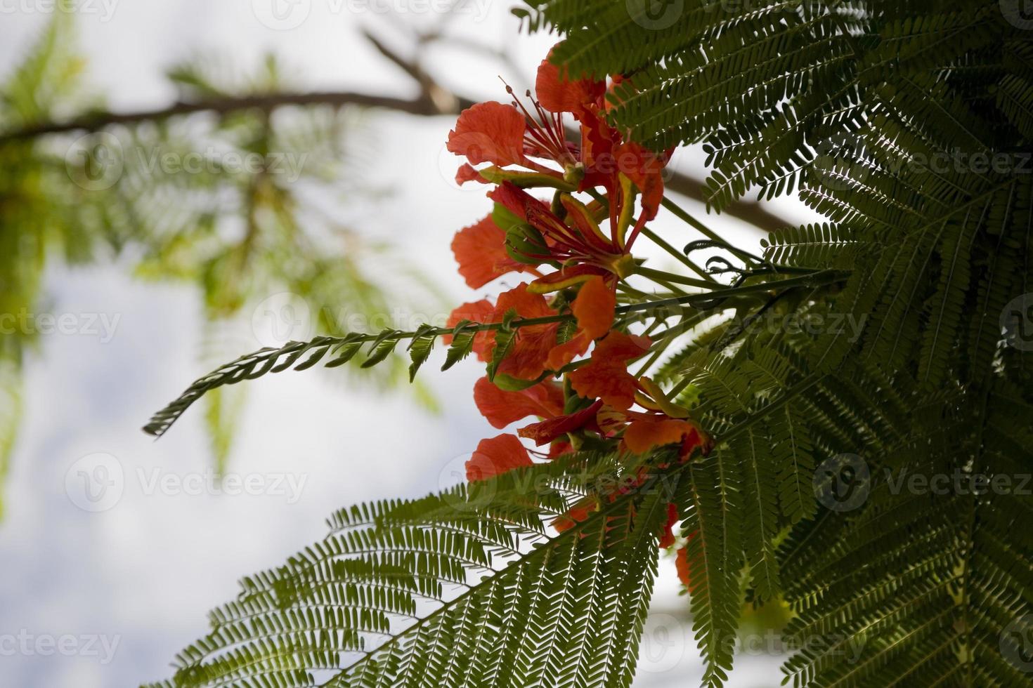 exotique rouge fleur sur le arbre avec bleu ciel Contexte photo