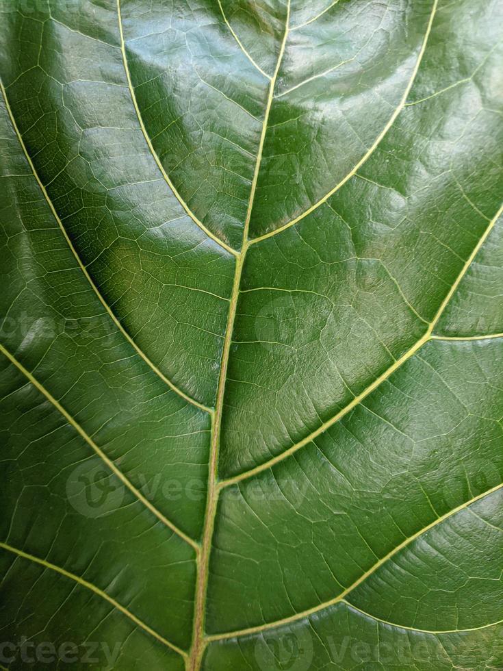 fond de nature texture feuille verte photo