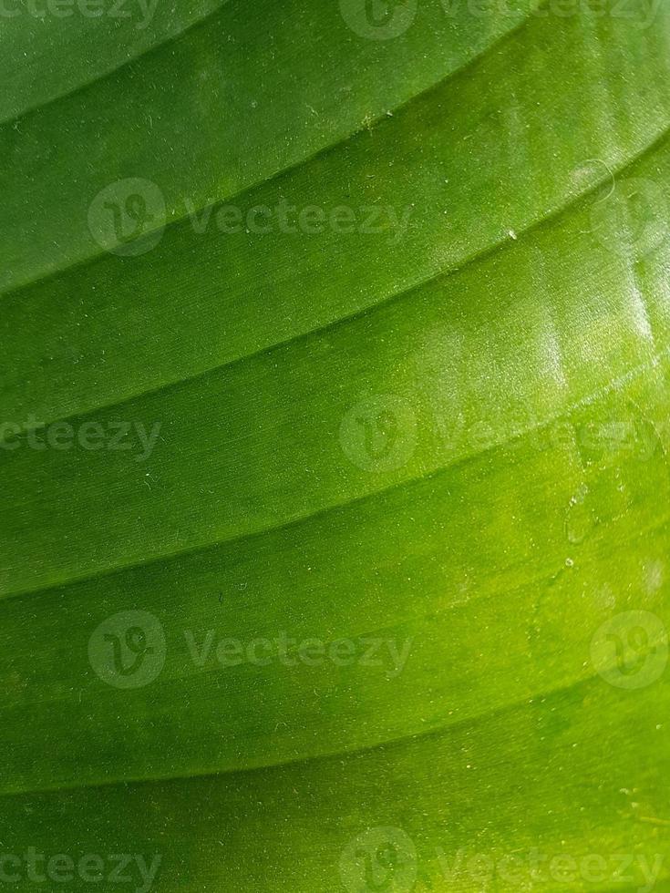 fond de nature texture feuille verte photo