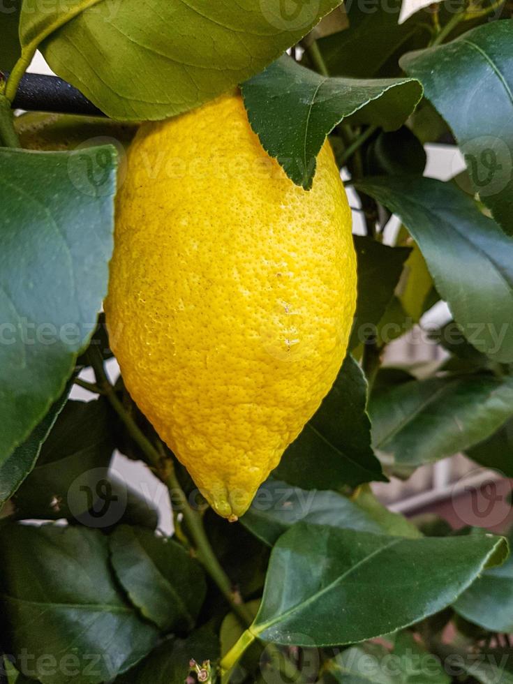 juteux biologique citrons grandi dans le jardin photo