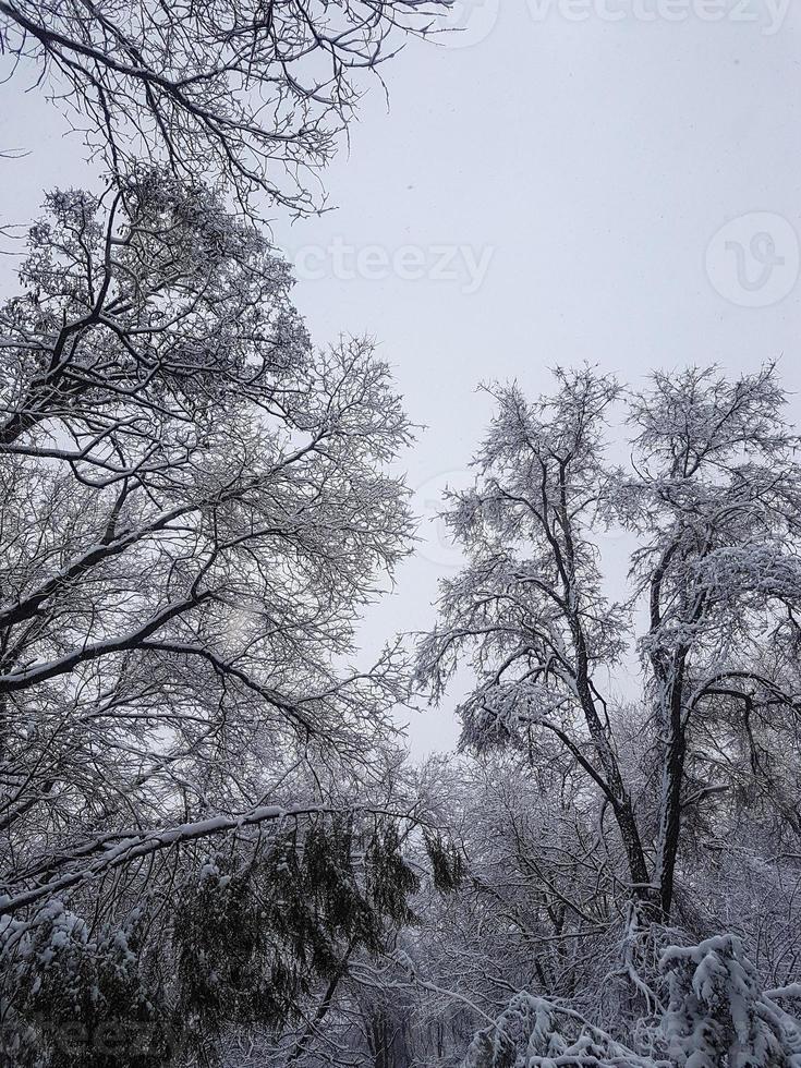 hiver dans le parc paysage Contexte photo