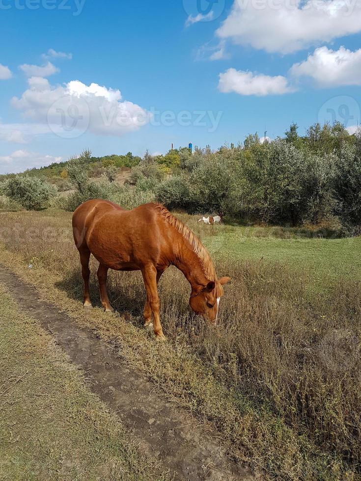 magnifique cheval en mangeant herbe dans une champ photo