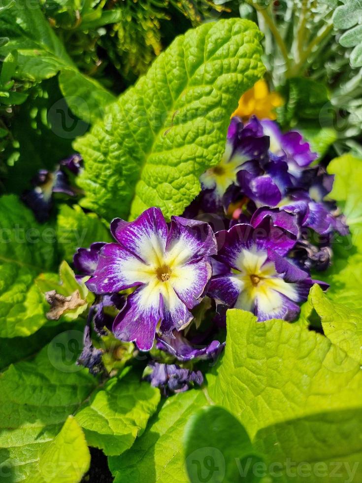 belles fleurs dans le jardin photo