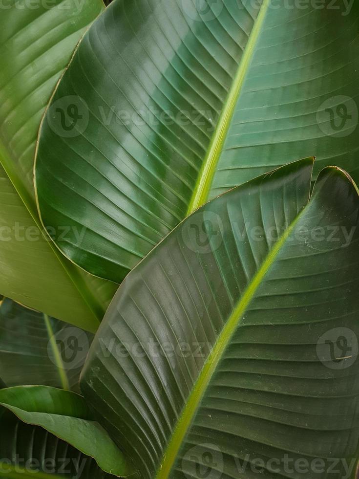 strelitzia vert feuilles texture Contexte photo