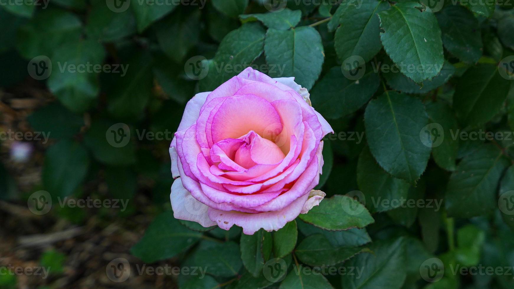 une magnifique Rose fleurs en plein air photo