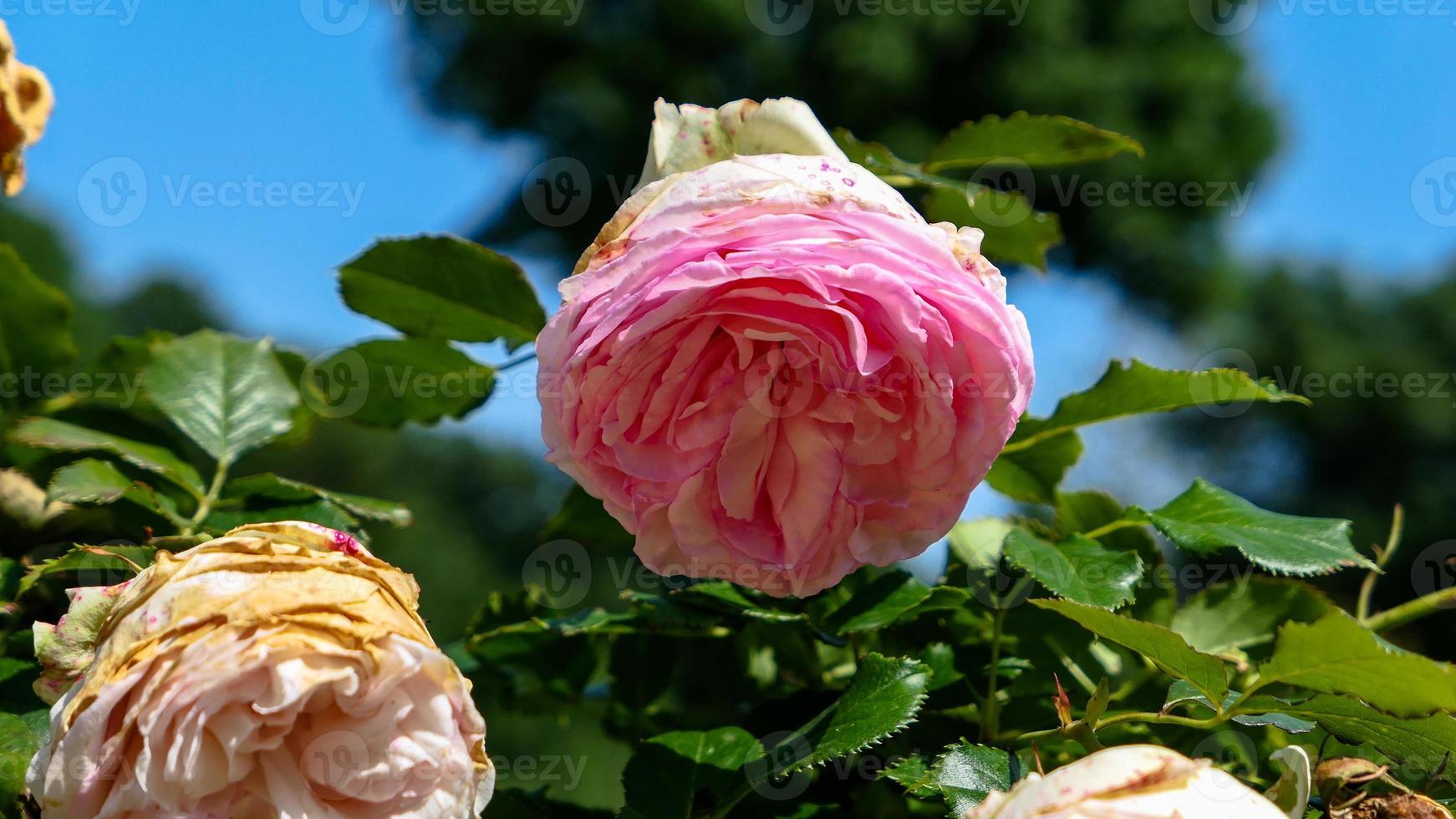 une magnifique Rose fleurs en plein air photo