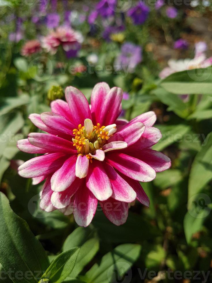 une magnifique dahlias fleurs en plein air photo