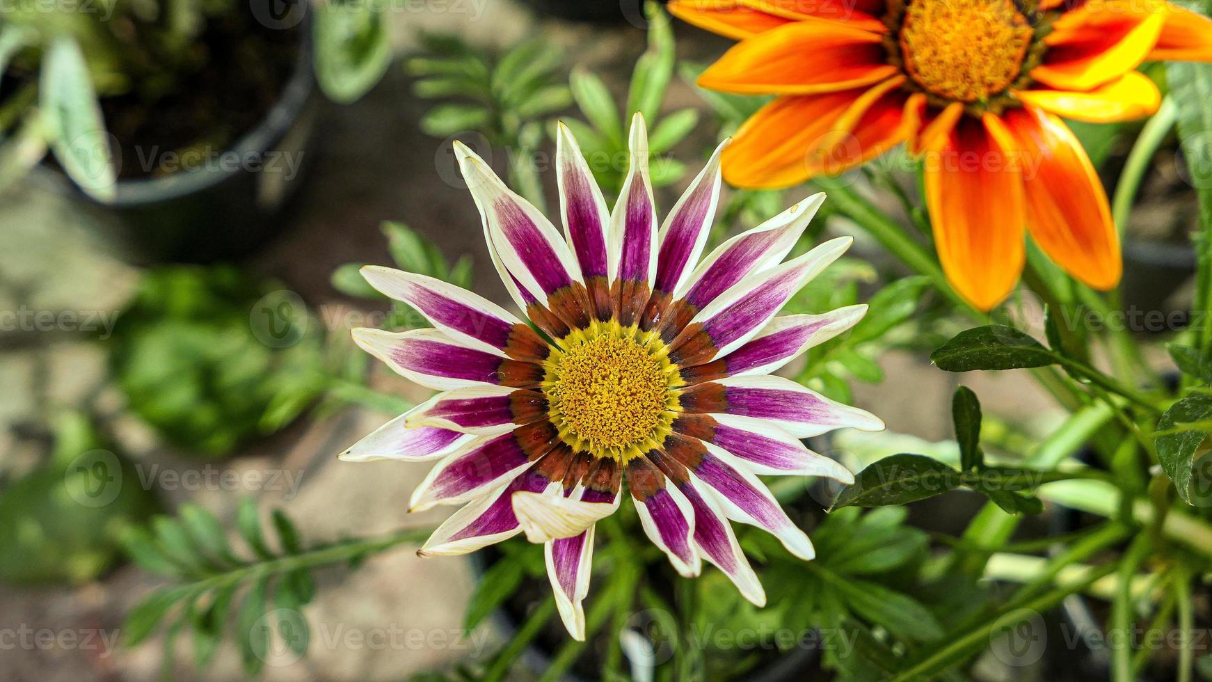 une magnifique jours fleurs en plein air photo