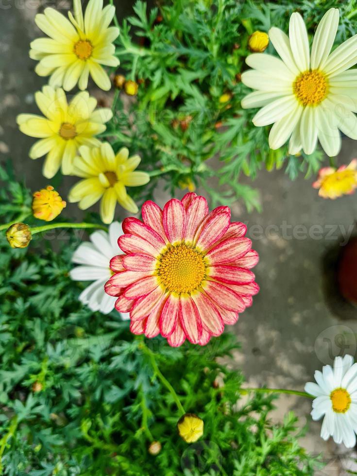 une magnifique jours fleurs en plein air photo