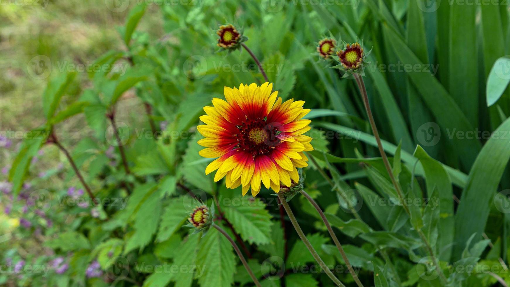 une magnifique jours fleurs en plein air photo