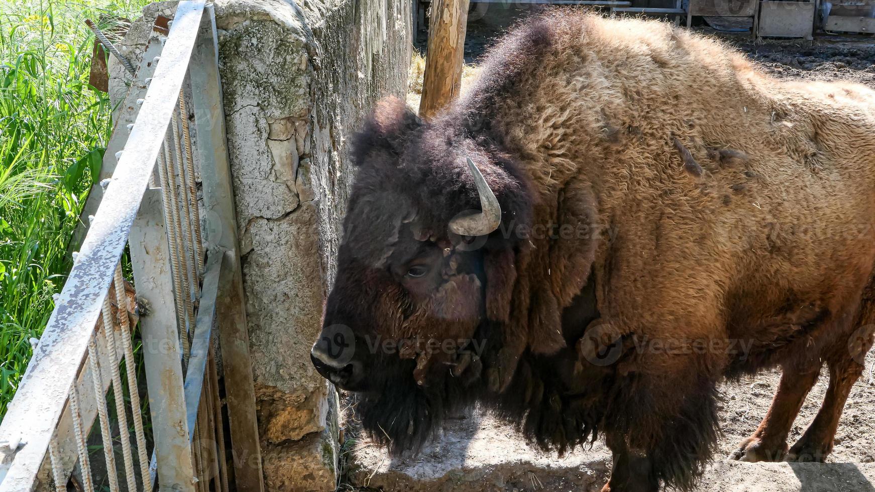 marron bison relaxant dans le zoo photo