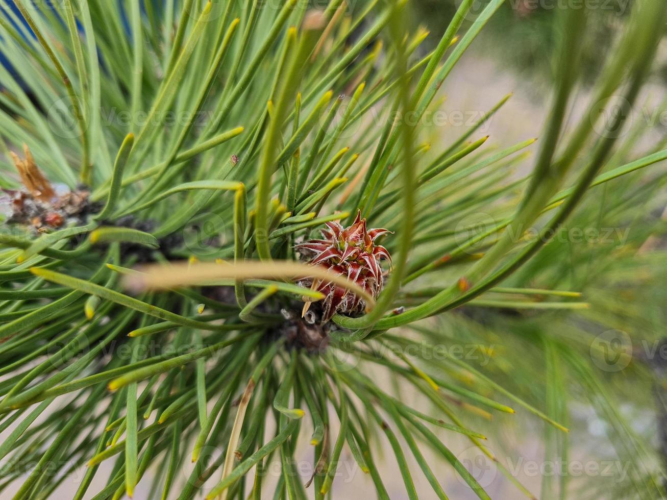 conifère avec cône vert la nature Contexte photo