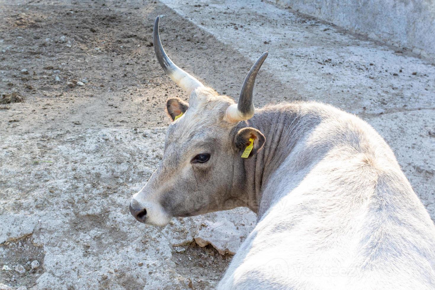 magnifique vache portrait dans le zoo photo