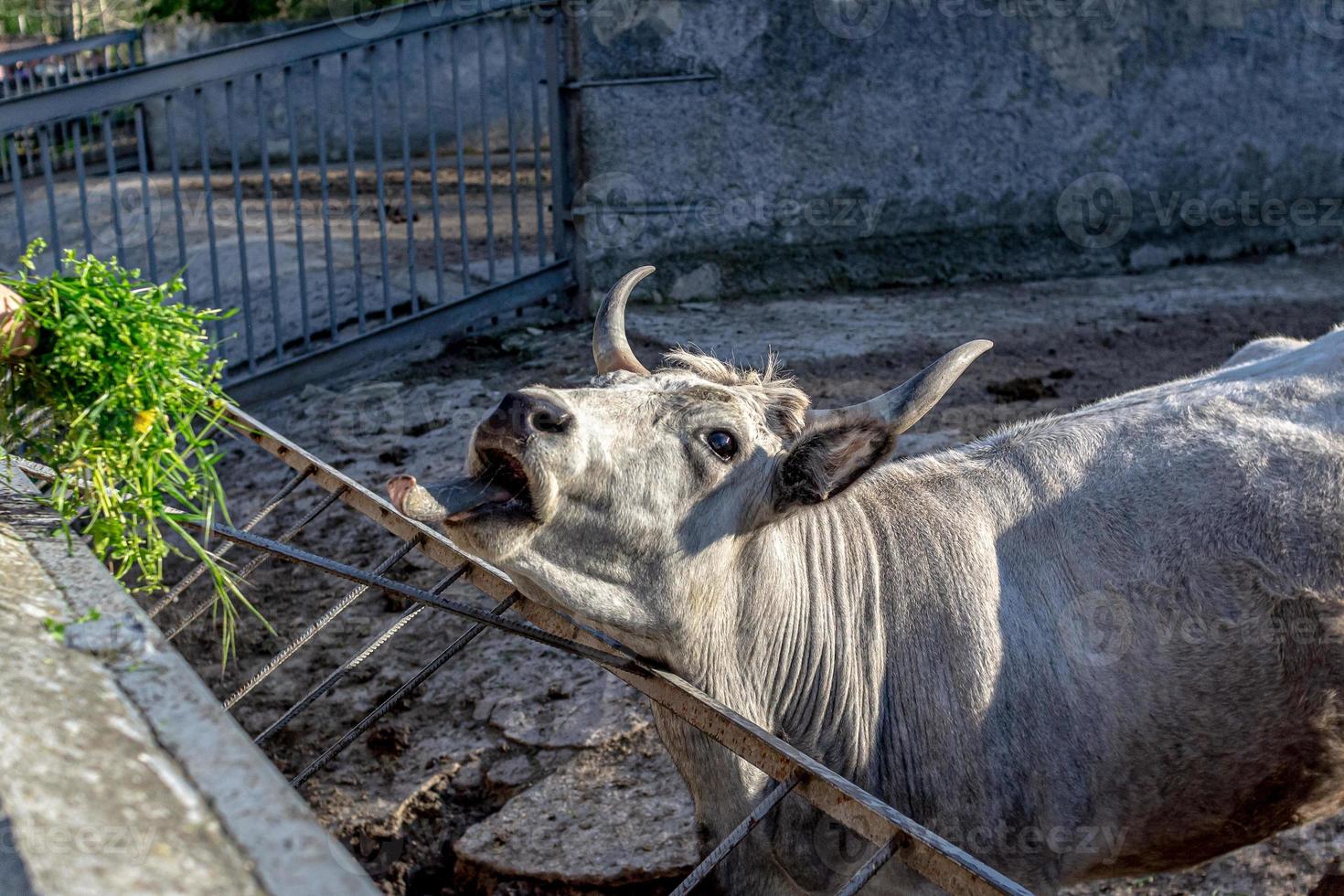 magnifique vache portrait dans le zoo photo