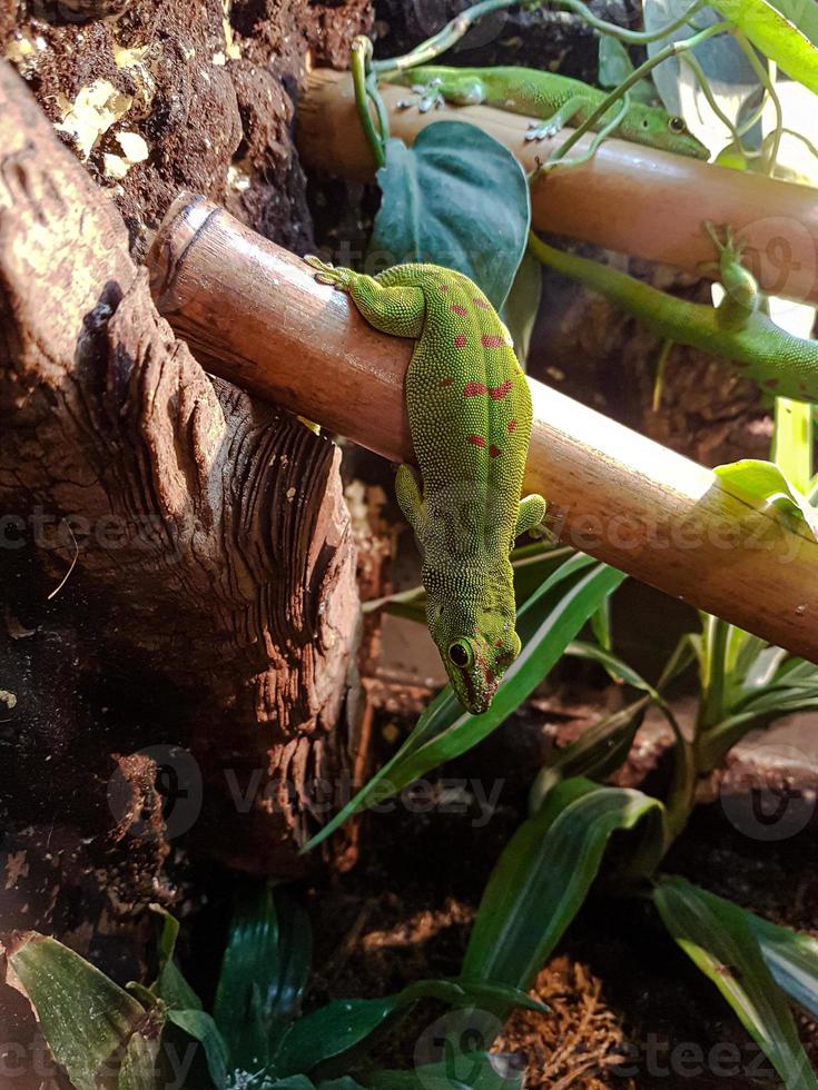 lézard portrait dans le zoo photo