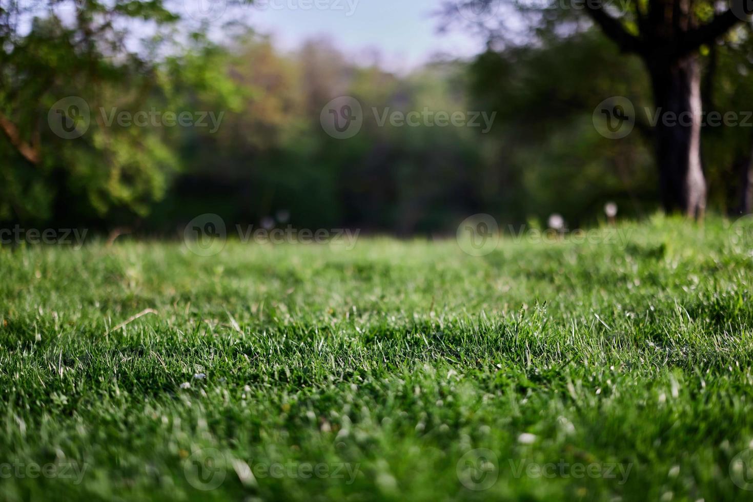 vert herbe bureau économiseur d'écran, écologie et se soucier pour le environnement photo