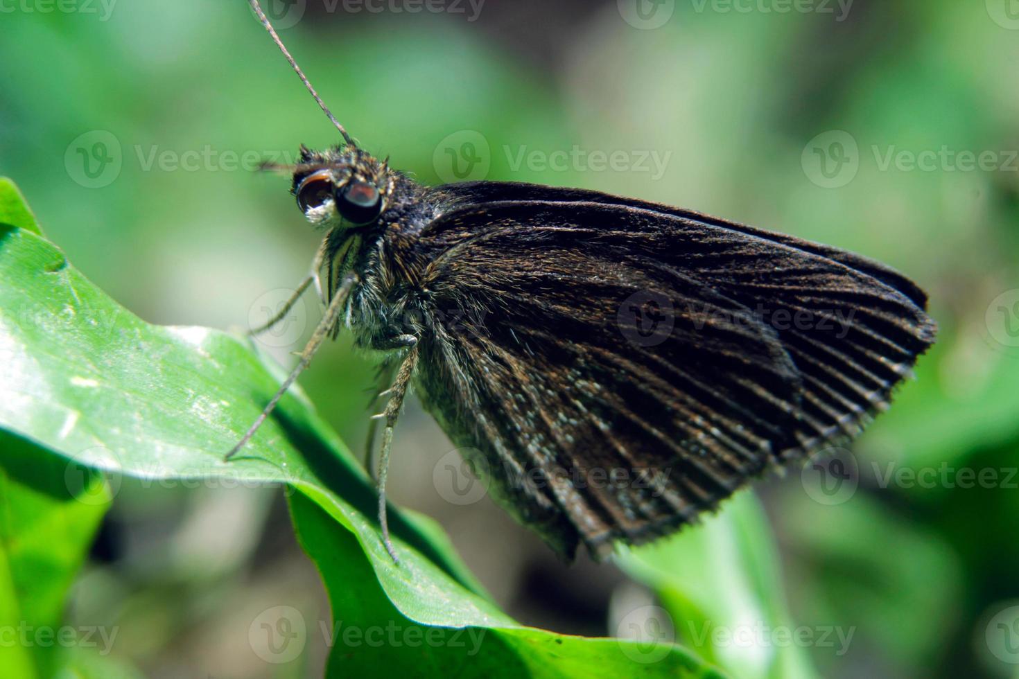 papillons perche sur le herbe à la recherche pour plante essences photo