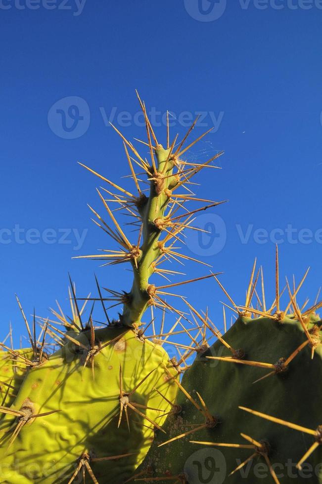 Contexte avec cactus photo