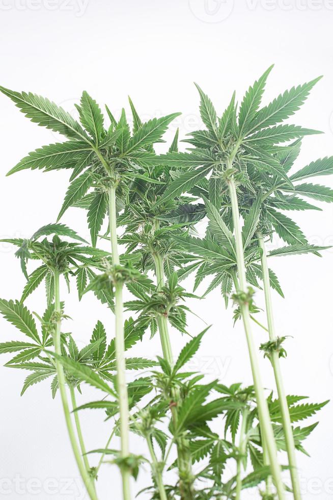 Feuilles et bourgeons d'une jeune plante de cannabis sur fond blanc photo