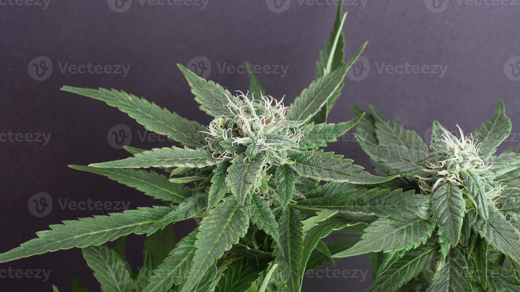 Bourgeon de cannabis vert en fleurs sur fond gris photo