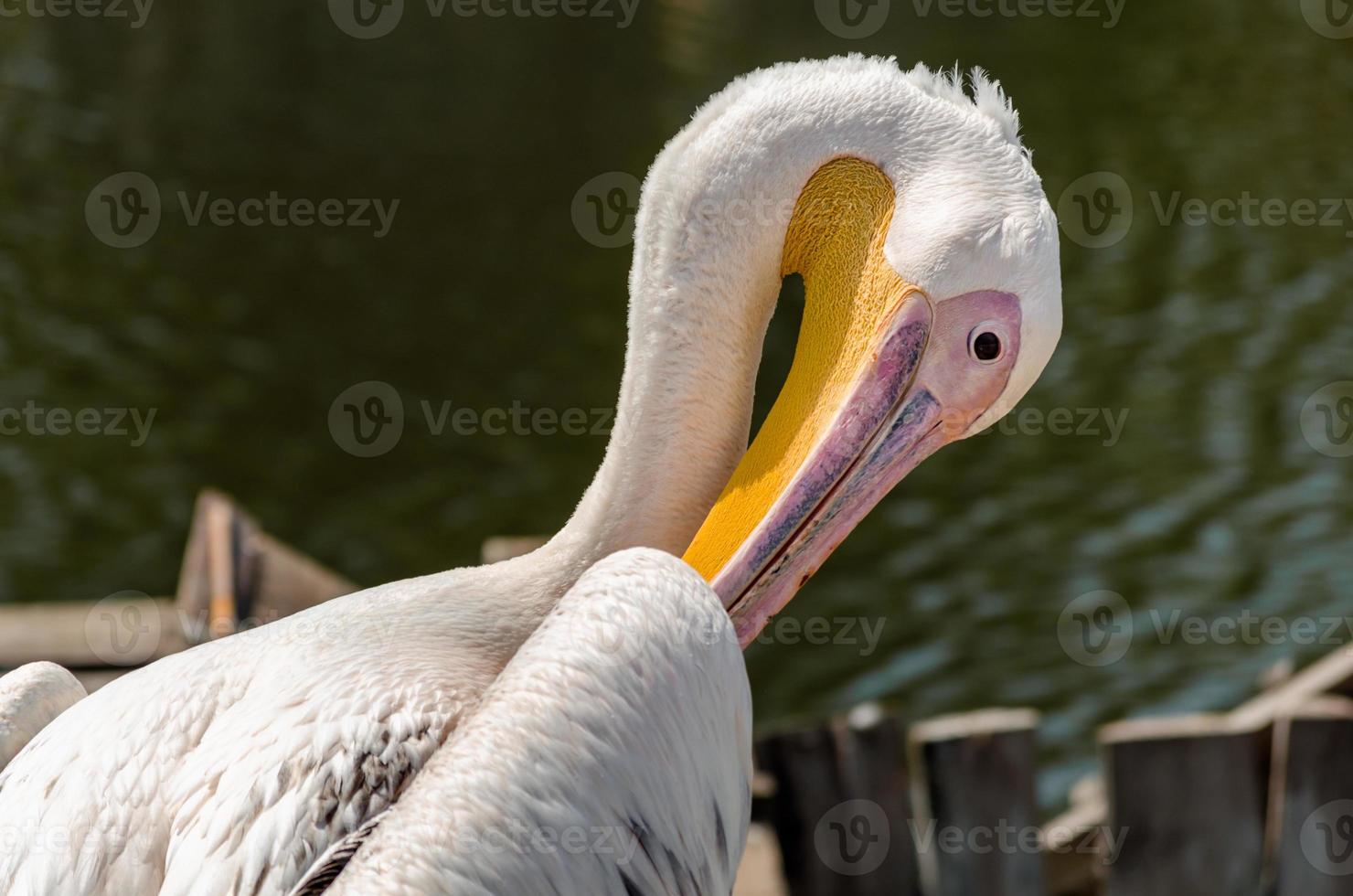 pélican se nettoyant photo