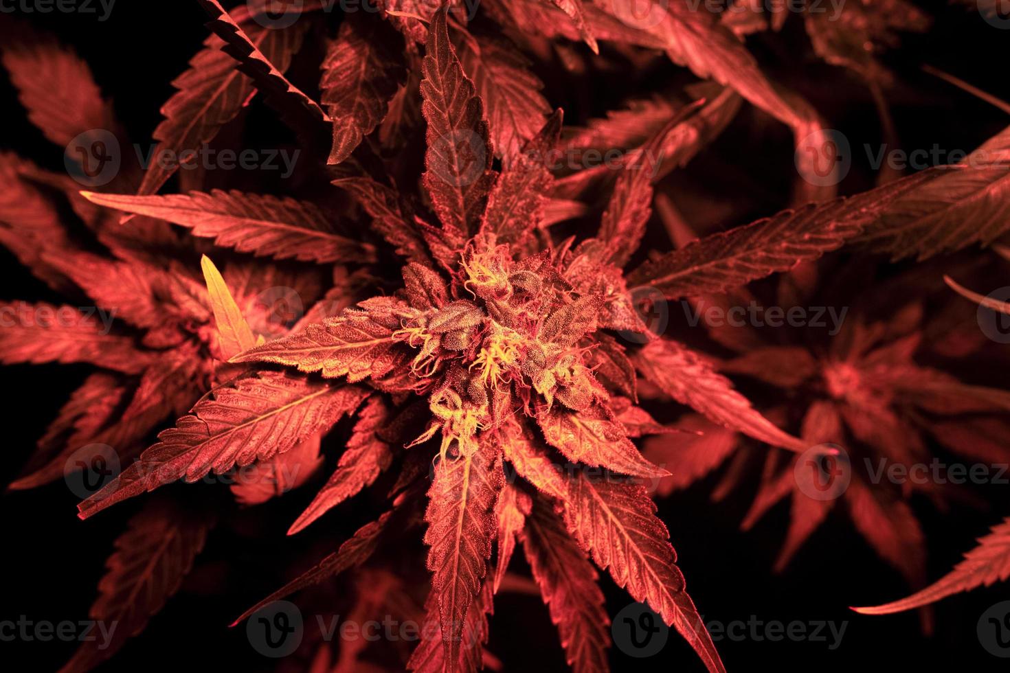 bourgeon de cannabis en éclairage led rouge photo