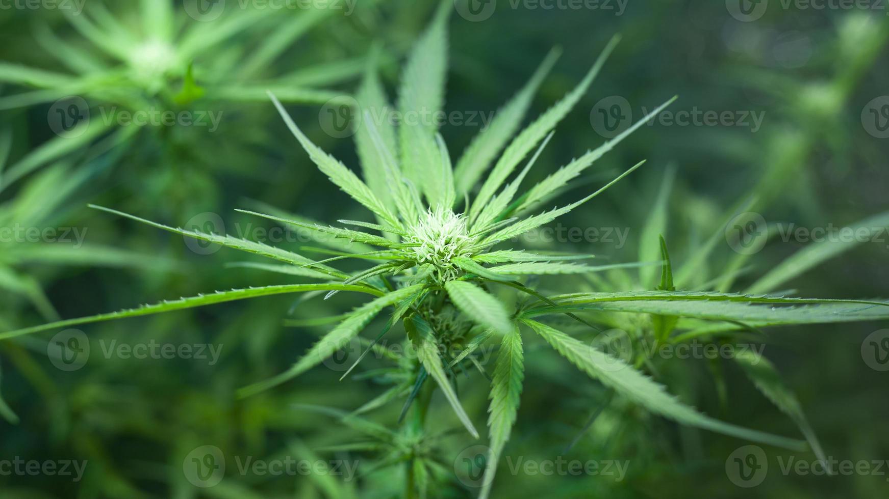 bourgeon de cannabis sativa vert en fleurs photo