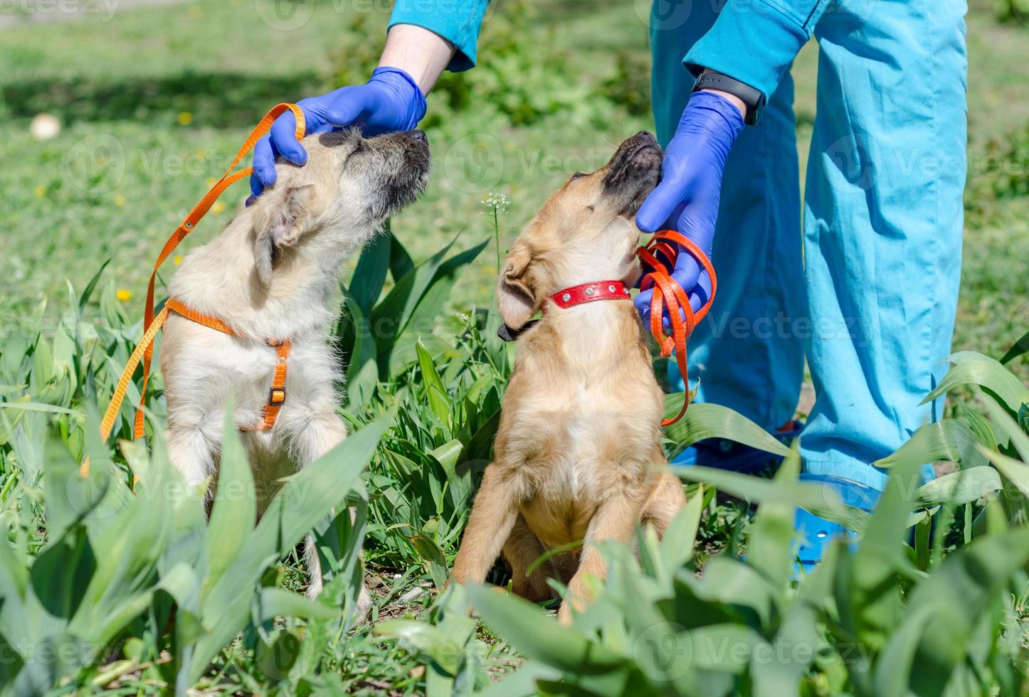 vétérinaire avec deux chiots photo