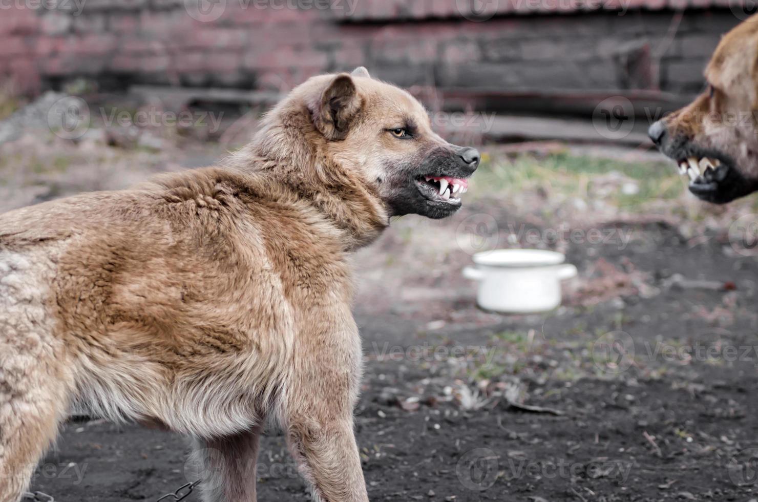 deux chiens agressifs photo