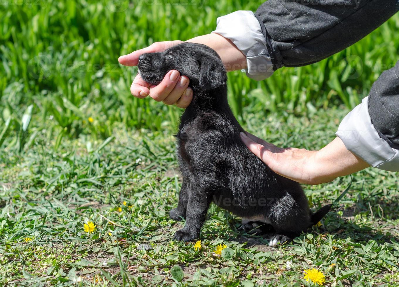 chiot de formation de propriétaire photo