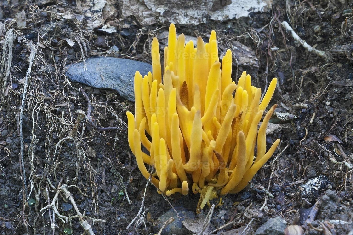 Fuseaux d'or, clavulinopsis fusiformis appelé corail jaune en forme de fuseau et club de fées en forme de fuseau photo