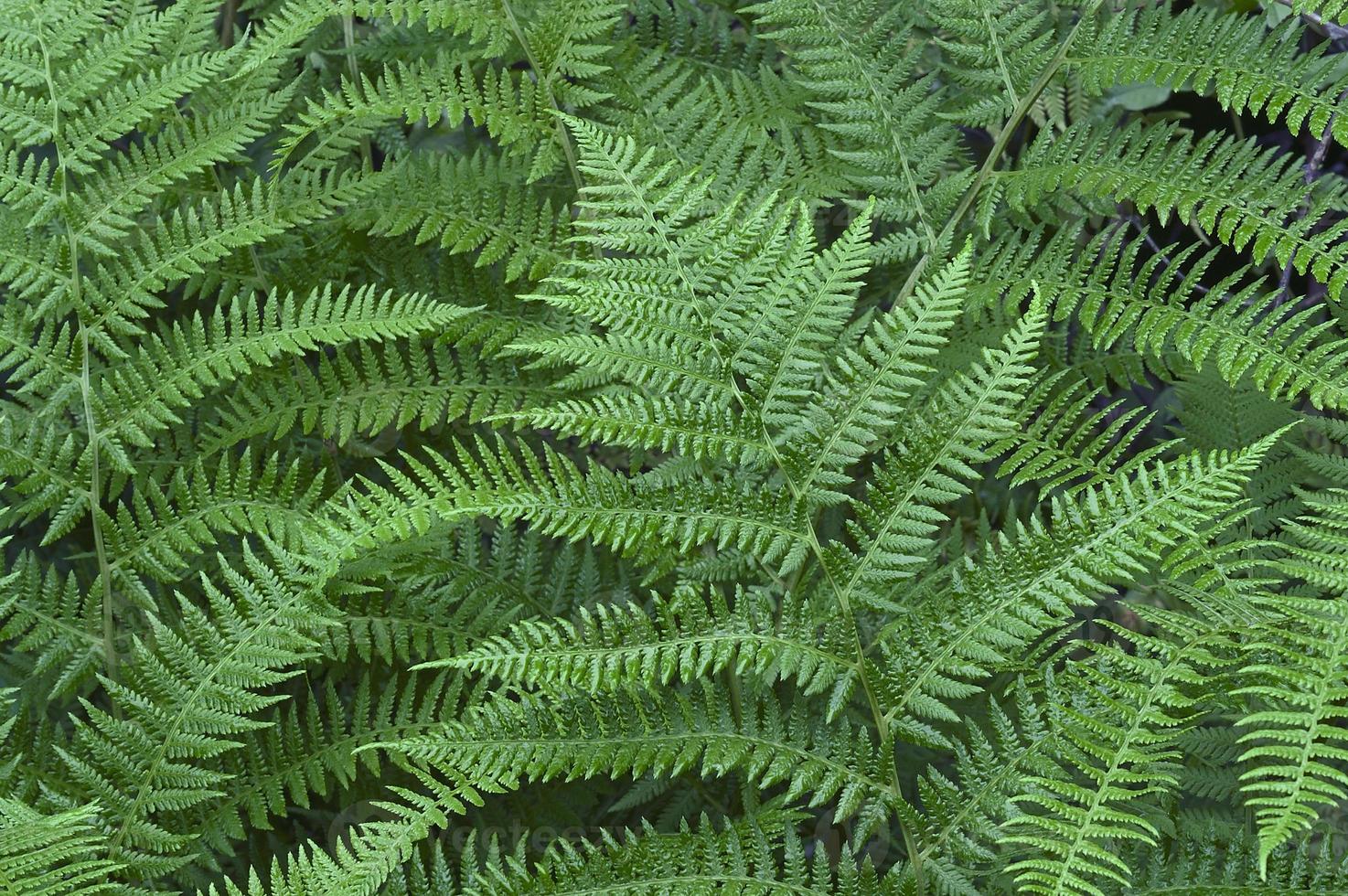 dame fougère ou athyrium brevifrons photo