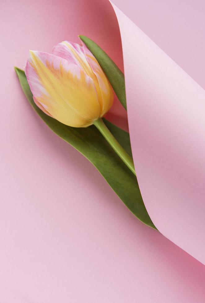 tulipe de printemps enveloppée dans du papier rose, concept de cadeau de fête des mères photo