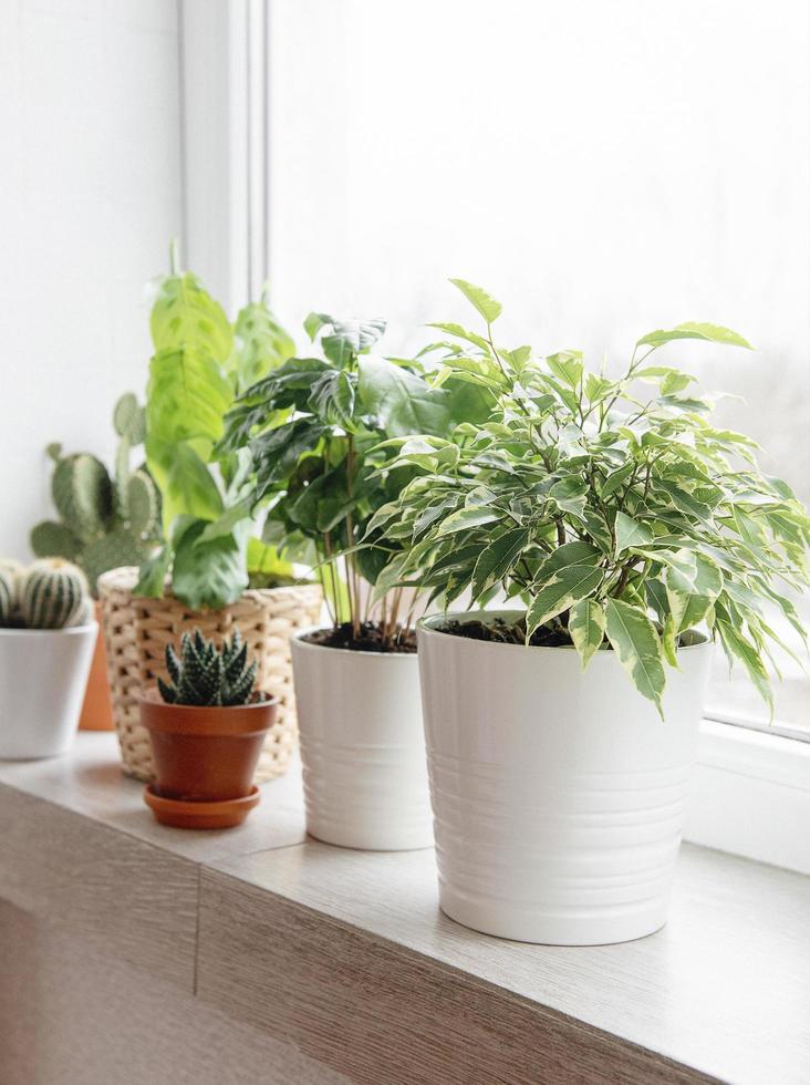 plantes d'intérieur sur le rebord de la fenêtre photo