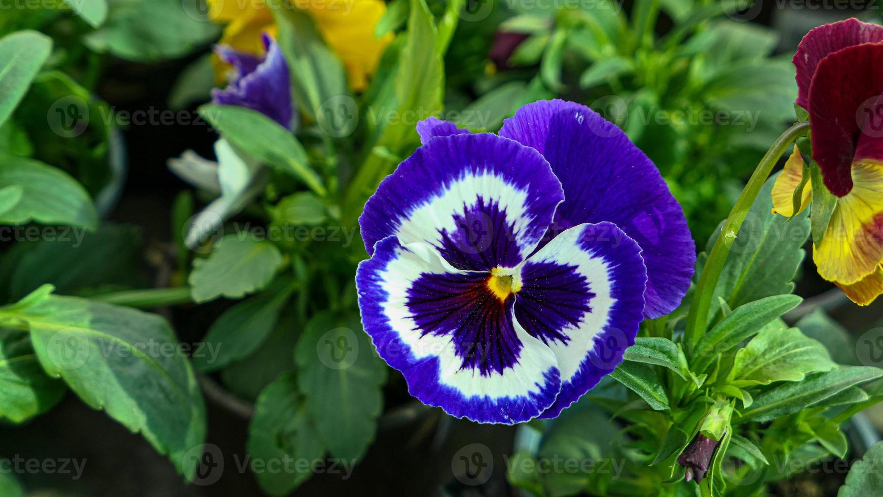 une magnifique pensée fleurs en plein air photo