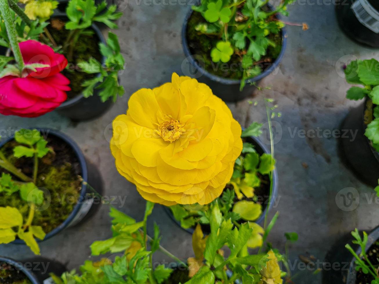 magnifique renoncule fleurs photo