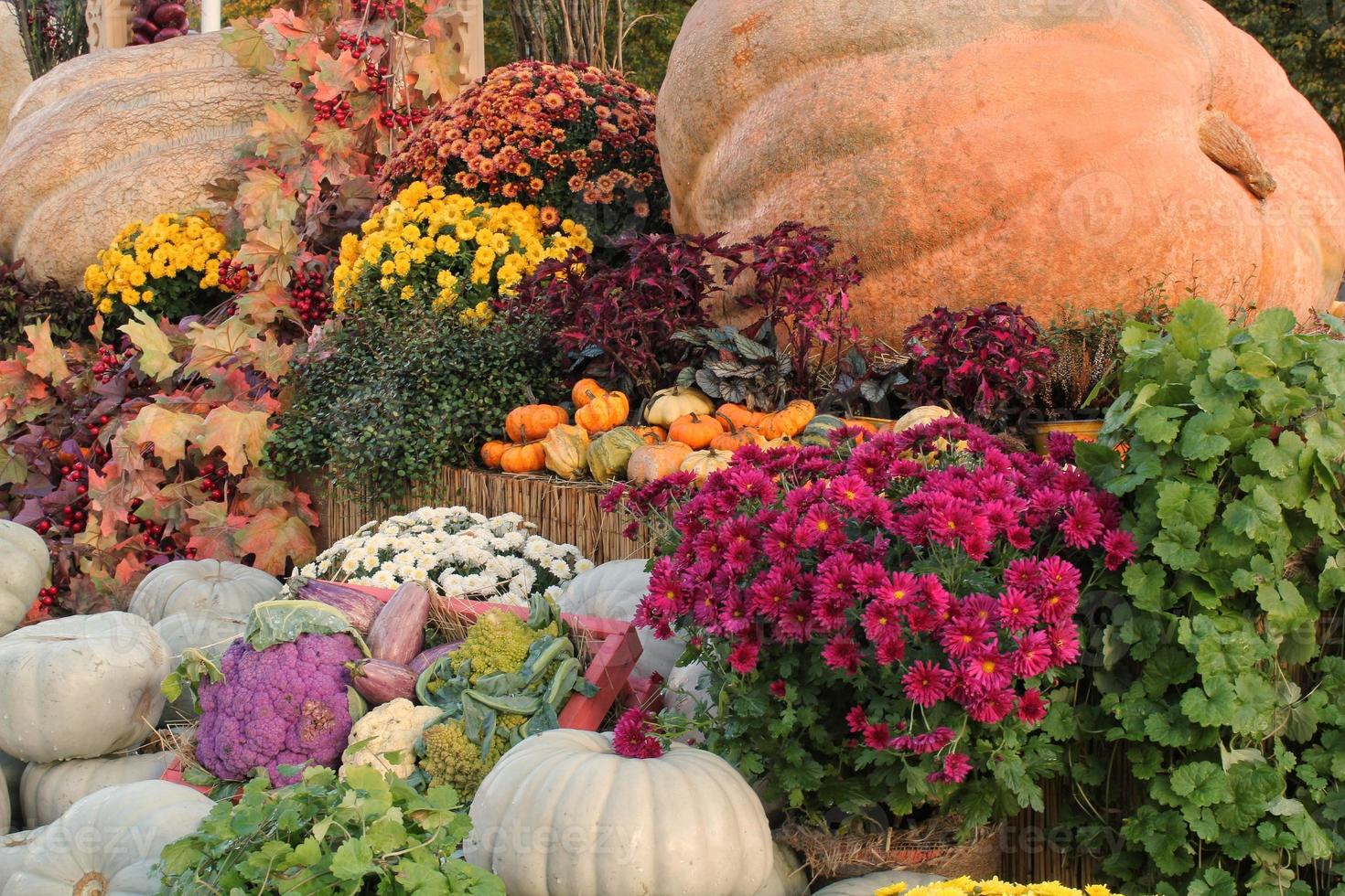 biologique citrouille et légume sur agricole équitable. récolte l'automne temps concept. jardin tomber Naturel plante. action de grâces Halloween décor. de fête ferme rural Contexte. végétarien aliments. proche en haut photo