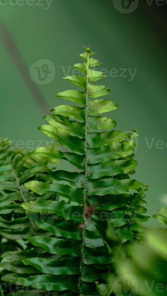 fougère feuilles vert feuillage photo